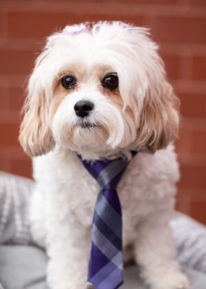 Laci Harper, Firm Mascot